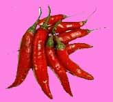 Chilischoten